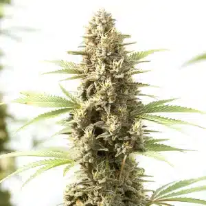 Kyle’s Sweet Island – Variedad de cannabis