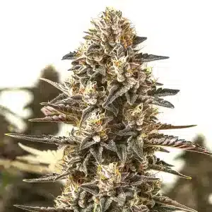 Cogollo de cannabis L.A. Confidential x Afghan Kush con abundantes tricomas y estructura índica muy resinada.