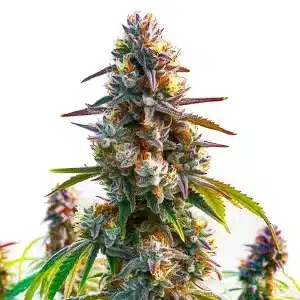 Cogollo de cannabis LA Confidential con tonos púrpura, abundantes tricomas y en plena maduración.