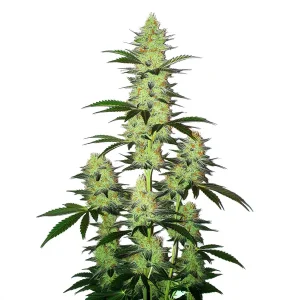 Planta de LA Confidential Auto con múltiples colas, cogollos resinosos en floración avanzada.