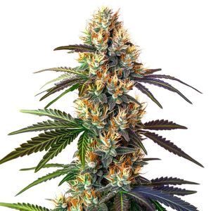 Cogollo de LSD con abundantes tricomas y hojas con tonos púrpura en plena floración.