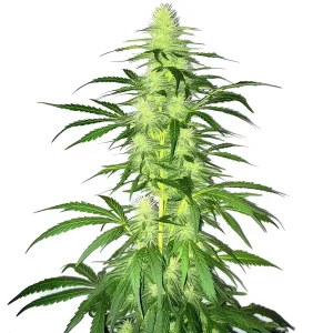 Planta de Lambs Bread alta y esbelta con cogollos aireados y hojas largas típicas de una sativa.