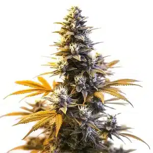 Cogollo de Larry OG con tonos púrpura y abundantes tricomas en plena floración.