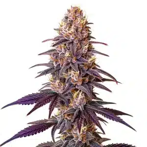 Cogollo de Lavender con tonos púrpura y tricomas abundantes y en plena floración.