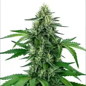 Cogollo de Legend OG con abundantes tricomas y estructura compacta típica de una índica potente.