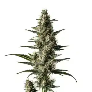 Cogollos de Lemon Auto cubiertos de tricomas en una planta compacta y resinosa.