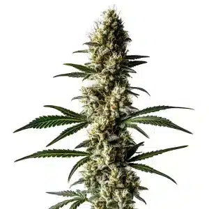 Cogollo de Lemon Diesel cubierto de tricomas blancos en una planta de floración avanzada.