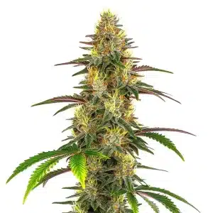 Cogollo de Lemon Garlic OG con tricomas abundantes y hojas con tonos púrpura.
