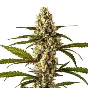Cogollo de Lemon Haze Auto alargado y muy resinoso y hojas sativa finas.