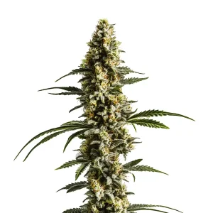 Planta de Lemon Haze Auto F1 con cola larga, tricomas abundantes en floración avanzada.