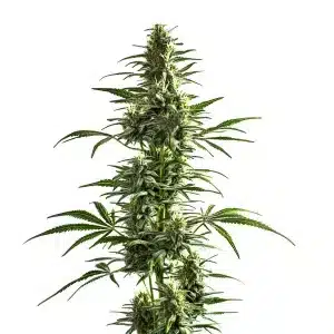 Planta de Lemon Haze Diesel alta y esbelta con cogollos resinosos y hojas finas típicas de una sativa.