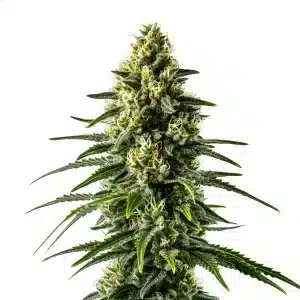 Cogollo de Lemon Haze Fast Version con flores alargadas en una planta sativa rápida.