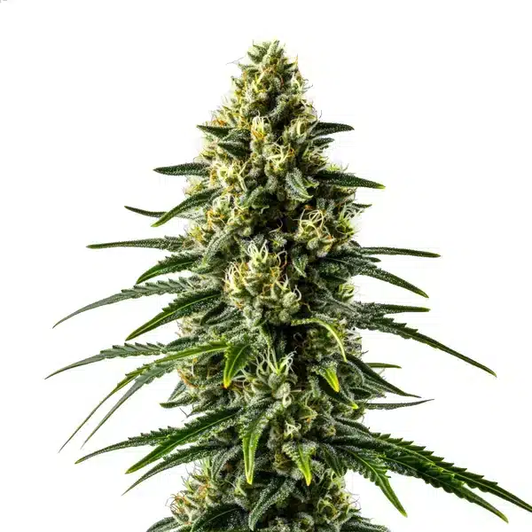 Lemon Haze Fast Version
