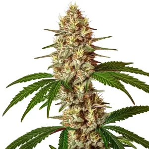 Cogollo de Lemon Jack Auto alargado y resinoso con hojas verdes en plena floración.