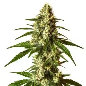 Cogollo de Lemon Kush con abundantes tricomas y estructura densa típica de híbrido cítrico.