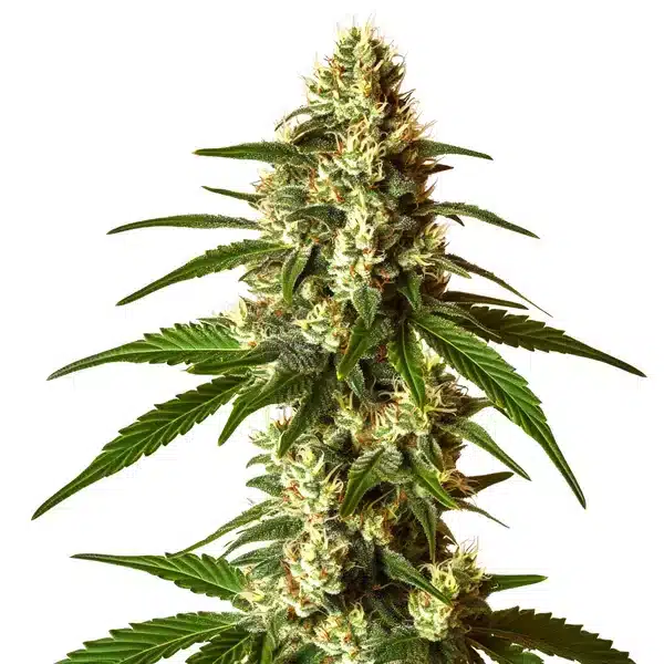 Lemon Kush