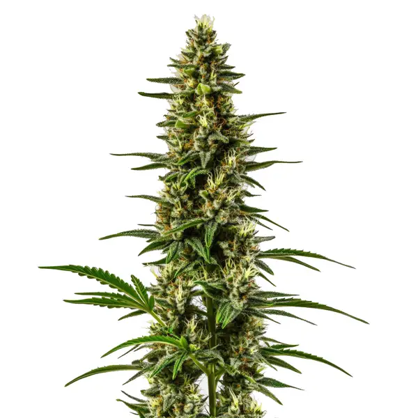 Lemon OG