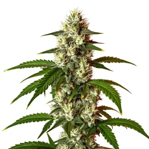 Cogollo de Lemon OG Fast Version con tricomas abundantes y estructura compacta en floración avanzada.