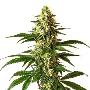 Cogollo de Lemon Pie Regular con tricomas blancos y estructura compacta en plena floración.