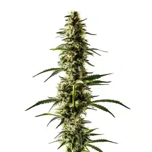 Cogollo de Lemon Skunk alargado y cubierto de tricomas y estructura sativa.