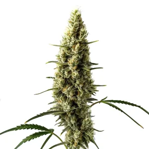 Cogollo de Lemon Skunk Auto alargado y muy resinoso, cubierto de tricomas y con pistilos claros.