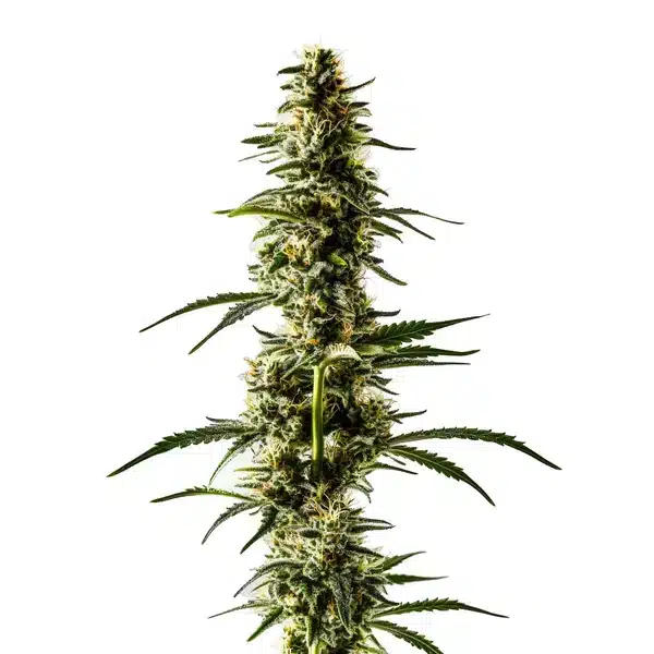 Lemon Skunk