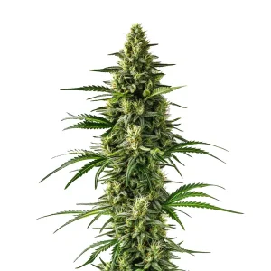 Planta de Lemon Tree con cola alargada, cogollos densos en plena floración.