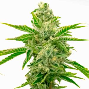 Cogollo de Lemon Tree x Channel Kush con flores densas y tricomas abundantes.