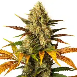 Cogollo de Lemon Tree x Zkittlez con tricomas densos y hojas en plena maduración.