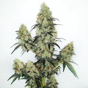 Planta de Lemon Zkittlez Auto con varias colas densas, tricomas abundantes en plena floración.