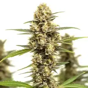 Cogollo de Lemonaid OG con tricomas visibles y hojas amarillas en etapa de maduración.