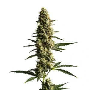Planta de Love Potion Auto con cola principal alargada y cogollos resinados en floración avanzada.