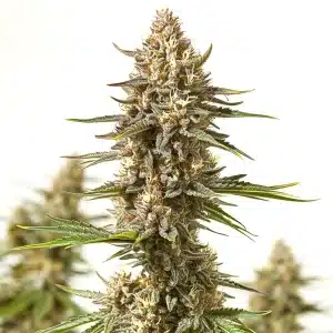 Cogollo de cannabis Lyly Sour x Blue OG con abundante resina.