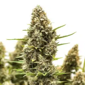 Cogollo compacto y resinoso de cannabis M8 en floración.