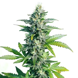 Planta de MK Ultra con cogollos densos cubiertos de tricomas y hojas verdes bien formadas en floración.