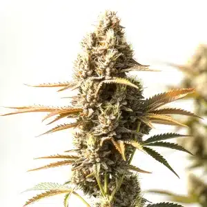 Cogollo resinoso de cannabis Magnum Autoflower en cultivo.