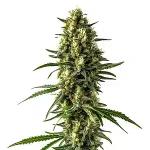 Mamba Negra CBD Auto: Cogollo resinoso y compacto de cannabis.