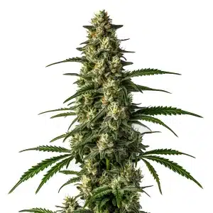 Cogollo de cannabis Mamba Negra FBV denso y lleno de resina.