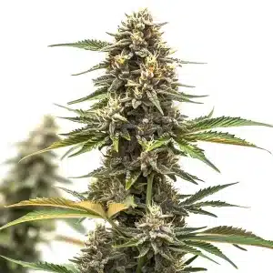 Cogollos de Mandarine Auto con abundante resina y estructura compacta en plena floración.
