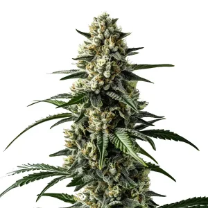 Planta de cannabis Mango con cogollos compactos y resinosos.