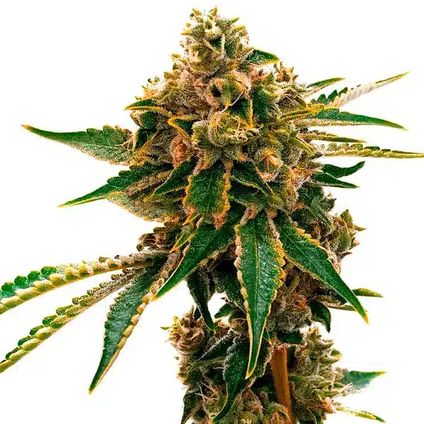 Mango Kush