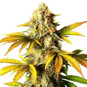 Cogollo de cannabis Maple Leaf con tonos naranjas y resinosos.