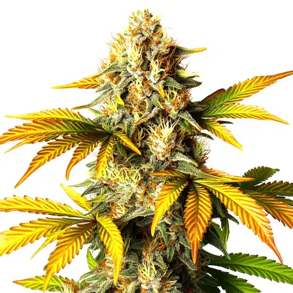 Maple Leaf