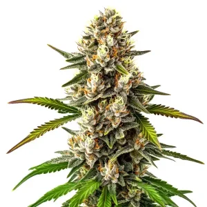 Cogollo de Maracuya Regular con abundantes tricomas y una estructura compacta en plena floración.