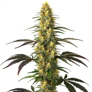 Cogollo de Master Kush alargado y resinosa.