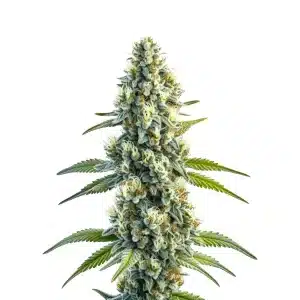 Cogollo de Master Kush Regular con flores compactas y tricomas abundantes.