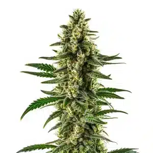 Cogollo de Matanuska Tundra Regular con cola alta, flores compactas y abundantes tricomas en plena floración.