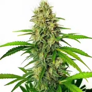 Cogollo compacto de cannabis Maxigom Auto con resina brillante.
