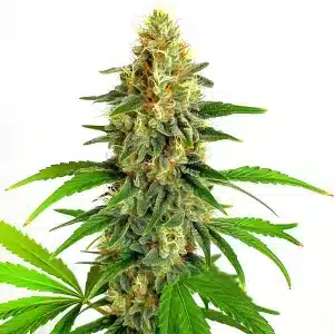 Cogollo de cannabis Mazar Auto con resina abundante.