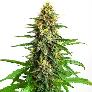 Cogollo compacto de cannabis Mazar Regular con resina brillante.